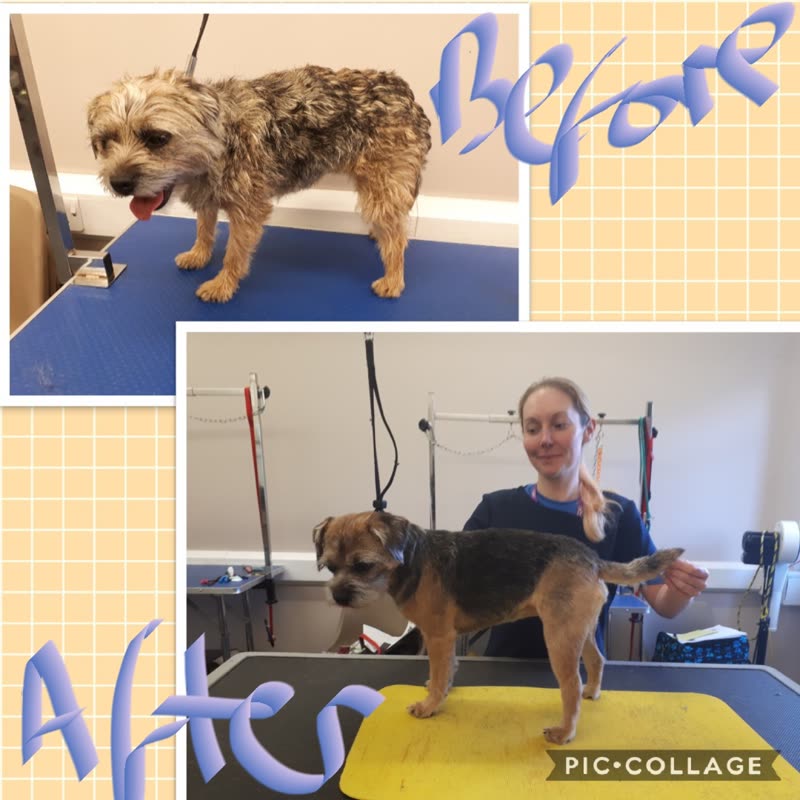 A border terrier before and after its groom at SpectacuFUR